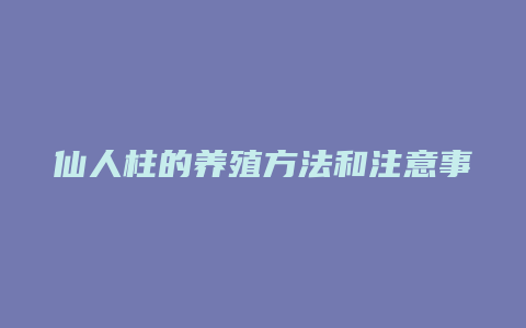 仙人柱的养殖方法和注意事项