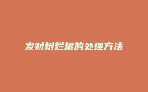 发财树烂根的处理方法