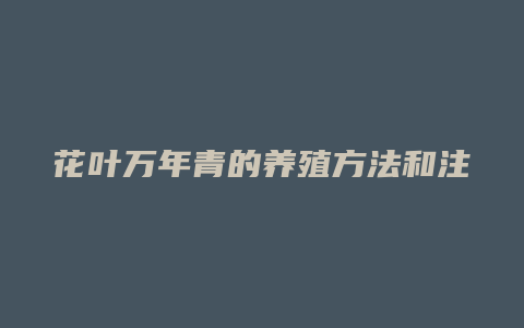 花叶万年青的养殖方法和注意事项