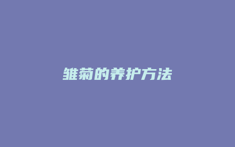 雏菊的养护方法