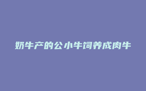 奶牛产的公小牛饲养成肉牛的方法