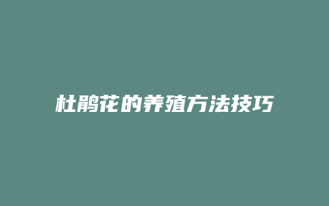 杜鹃花的养殖方法技巧