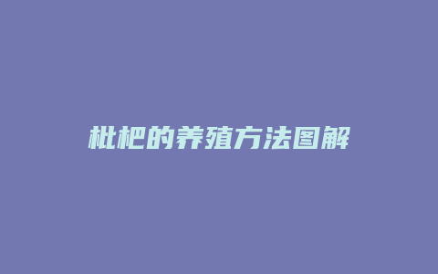 枇杷的养殖方法图解