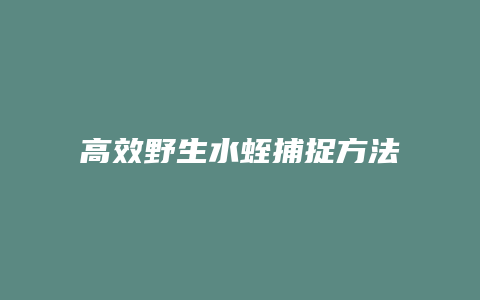 高效野生水蛭捕捉方法