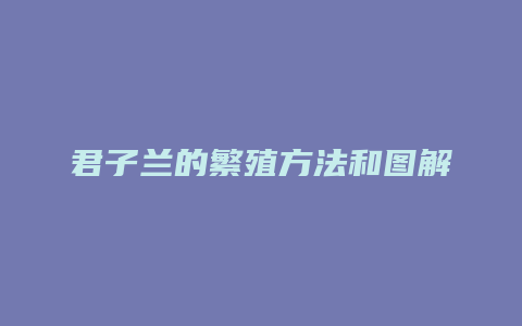 君子兰的繁殖方法和图解