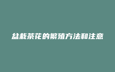 盆栽茶花的繁殖方法和注意事项