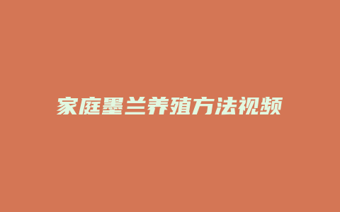 家庭墨兰养殖方法视频