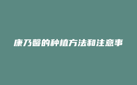 康乃馨的种植方法和注意事项