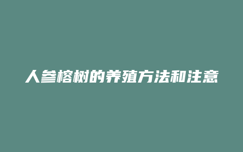 人参榕树的养殖方法和注意事项