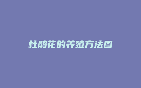 杜鹃花的养殖方法图