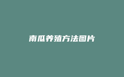 南瓜养殖方法图片