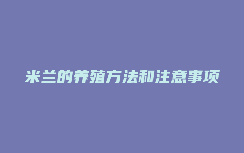 米兰的养殖方法和注意事项