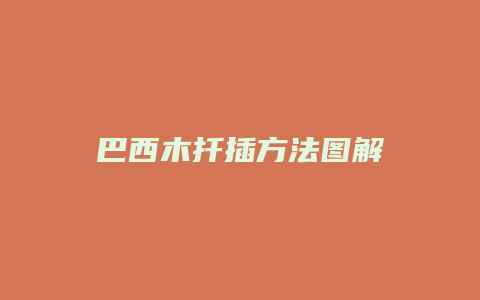 巴西木扦插方法图解