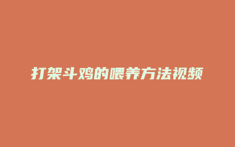 打架斗鸡的喂养方法视频