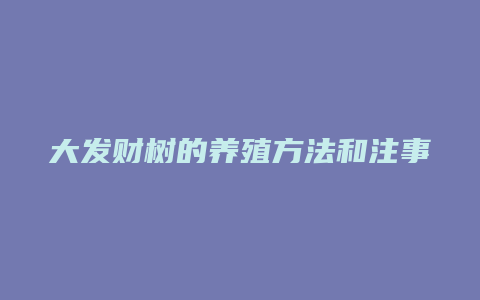 大发财树的养殖方法和注事项