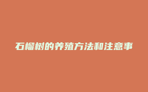 石榴树的养殖方法和注意事项