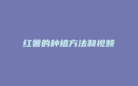 红薯的种植方法和视频