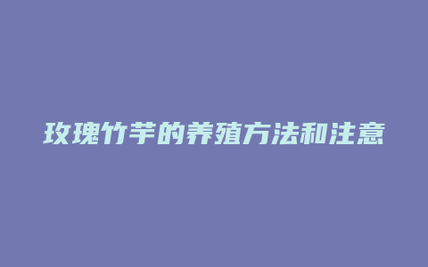 玫瑰竹芋的养殖方法和注意事项