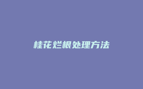 桂花烂根处理方法