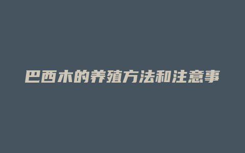 巴西木的养殖方法和注意事项有哪些