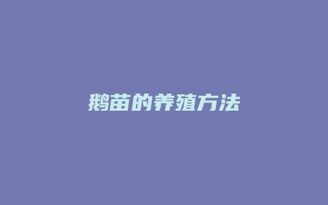 鹅苗的养殖方法