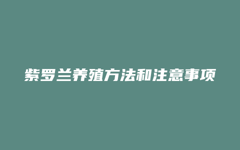 紫罗兰养殖方法和注意事项