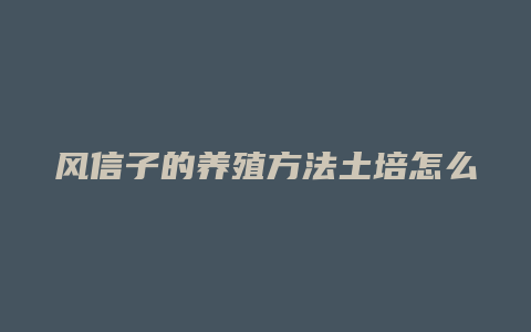 风信子的养殖方法土培怎么种