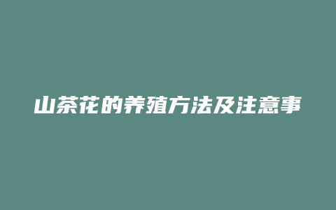 山茶花的养殖方法及注意事项