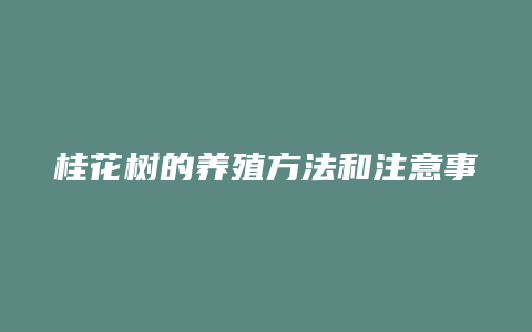 桂花树的养殖方法和注意事项