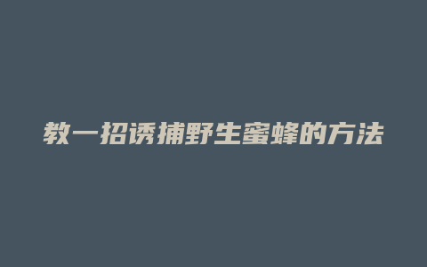 教一招诱捕野生蜜蜂的方法