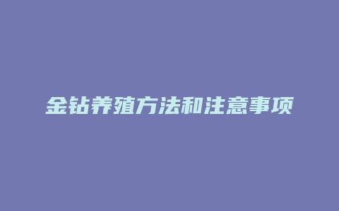 金钻养殖方法和注意事项