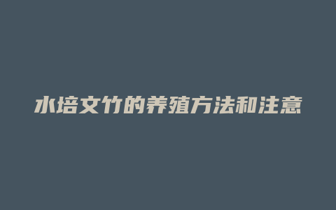 水培文竹的养殖方法和注意事项