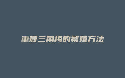 重瓣三角梅的繁殖方法