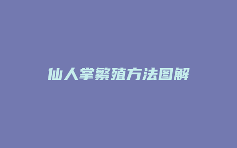 仙人掌繁殖方法图解