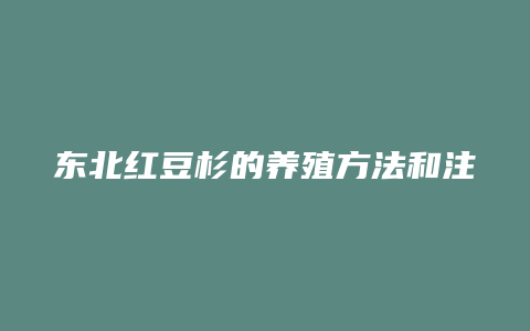 东北红豆杉的养殖方法和注意事项