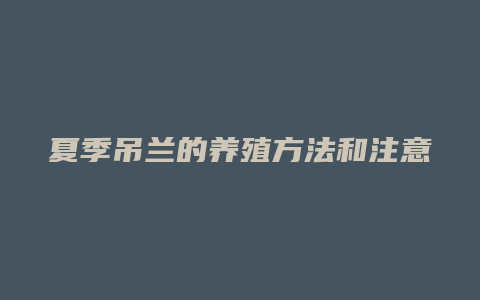 夏季吊兰的养殖方法和注意事项