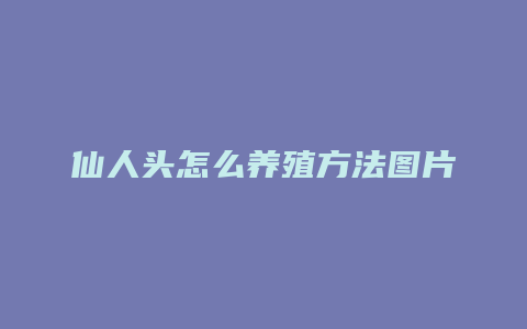 仙人头怎么养殖方法图片