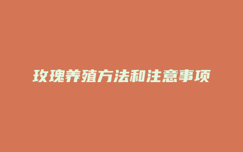 玫瑰养殖方法和注意事项