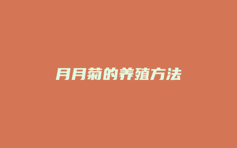 月月菊的养殖方法