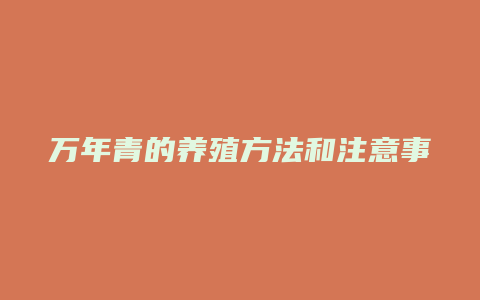 万年青的养殖方法和注意事项有