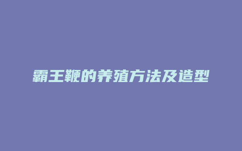 霸王鞭的养殖方法及造型