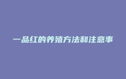 一品红的养殖方法和注意事项