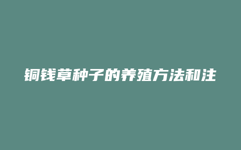 铜钱草种子的养殖方法和注意事项