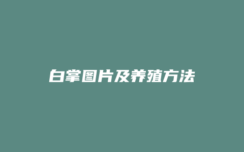 白掌图片及养殖方法