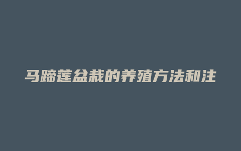 马蹄莲盆栽的养殖方法和注意事项