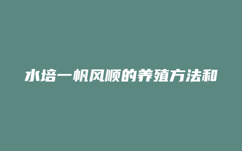 水培一帆风顺的养殖方法和注意事项