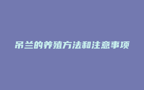 吊兰的养殖方法和注意事项大全