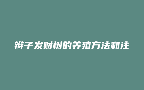 辫子发财树的养殖方法和注意事项