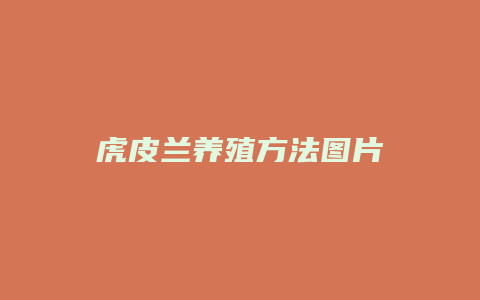 虎皮兰养殖方法图片