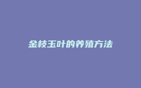 金枝玉叶的养殖方法